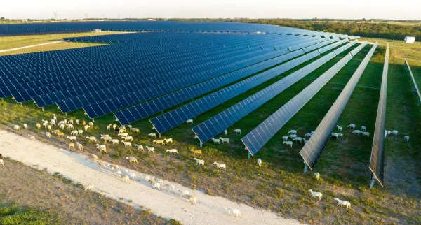 Solar panels and goats